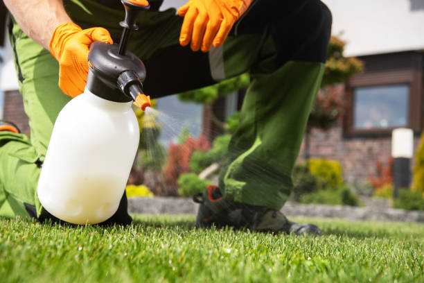 Flea Control Services in Corrales, NM
