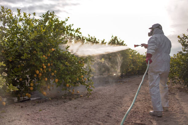 Best Pest Control Near Me  in Corrales, NM